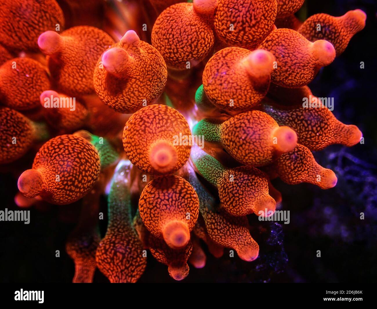 Anemone à bout de bulle - Entacmaea quadricolor Banque D'Images