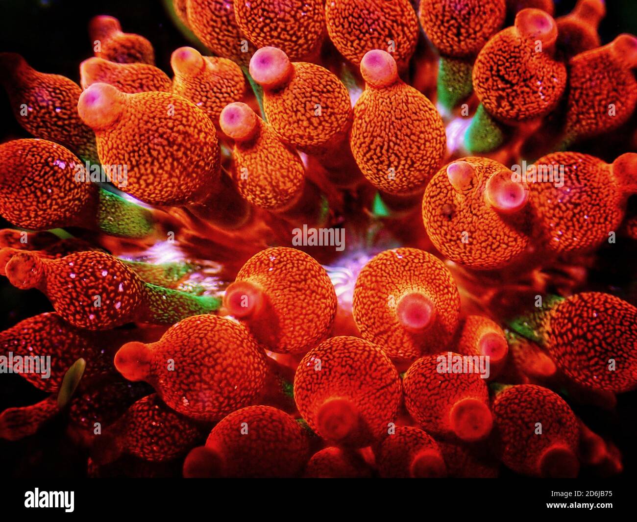 Anemone à bout de bulle - Entacmaea quadricolor Banque D'Images