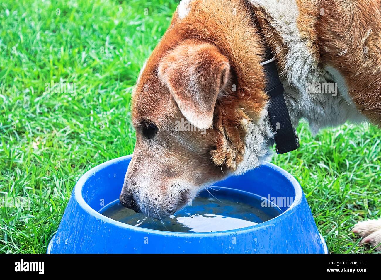 Chien de ferme mixte de race de boire de l'eau dans un bol Banque D'Images