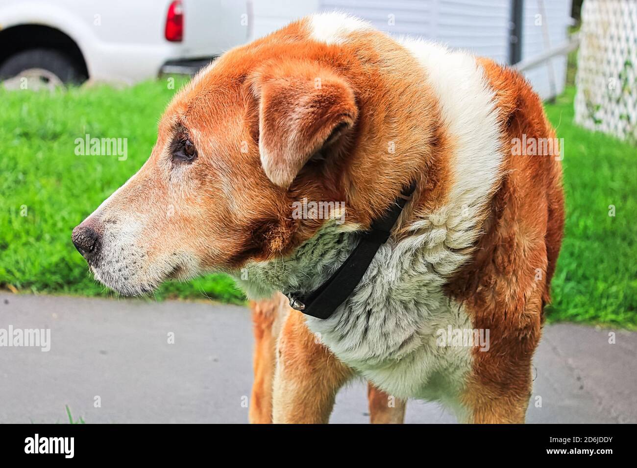 Un chien de ferme de race mixte regardant sur le côté Banque D'Images