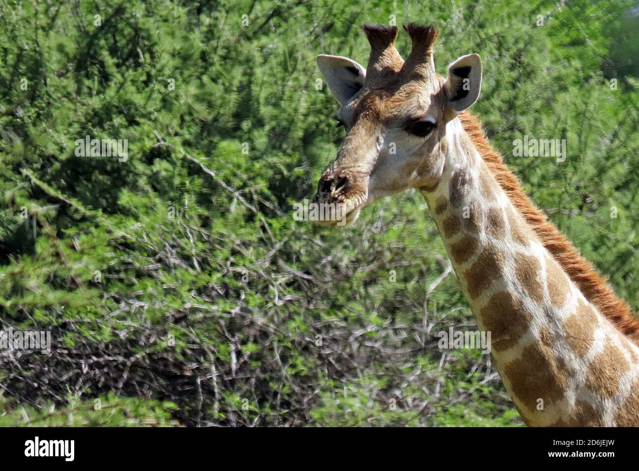 Une girafe sud-africaine (giraffa giraffa giraffa) à la recherche de feuilles à manger à la réserve de gibier d'Erindi dans la région d'Erongo, Namibie Banque D'Images