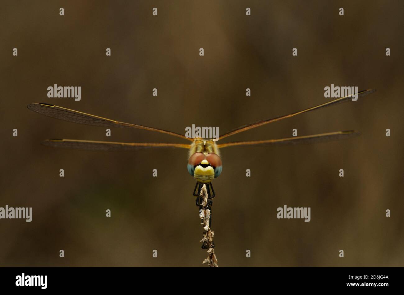 Vue frontale des yeux d'un dartre femelle à veiné rouge mouche du dragon (Sympetrum fonscolombii) mettez sur une branche sèche contre un naturel de arrière-plan de mise au point Banque D'Images