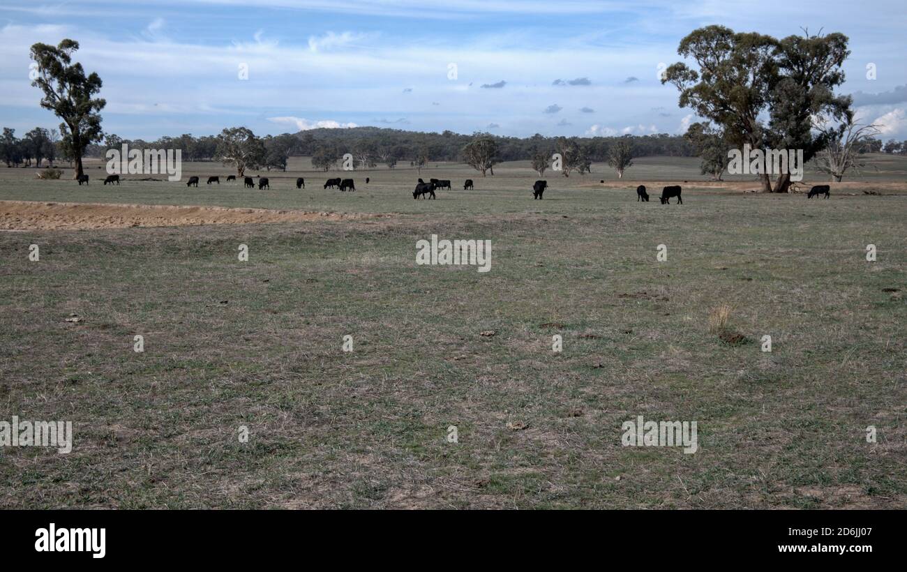 Bétail paître dans un Paddock à Winton Victoria Australie Banque D'Images