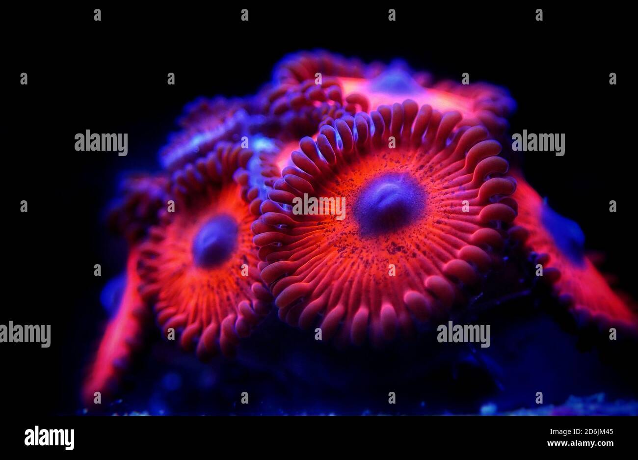 Colonie colorée de polypes de Zoanthus, corail doux Banque D'Images