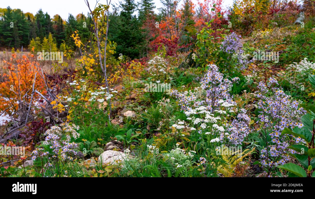 Fleurs sauvages d'automne avec feuillage d'automne près de fort Frances, Ontario, Canada. Banque D'Images