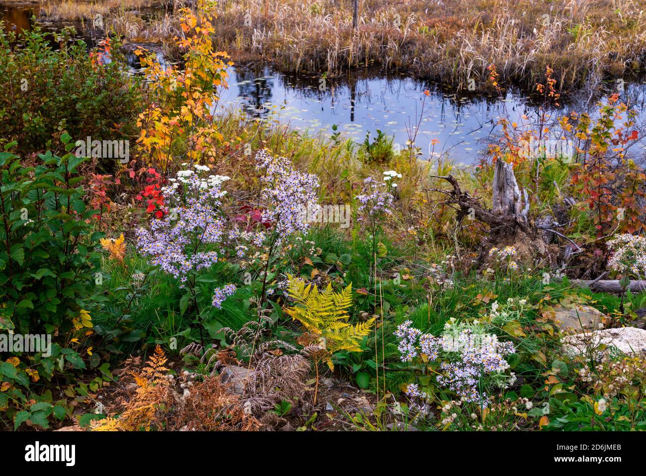 Fleurs sauvages d'automne avec feuillage d'automne près de fort Frances, Ontario, Canada. Banque D'Images