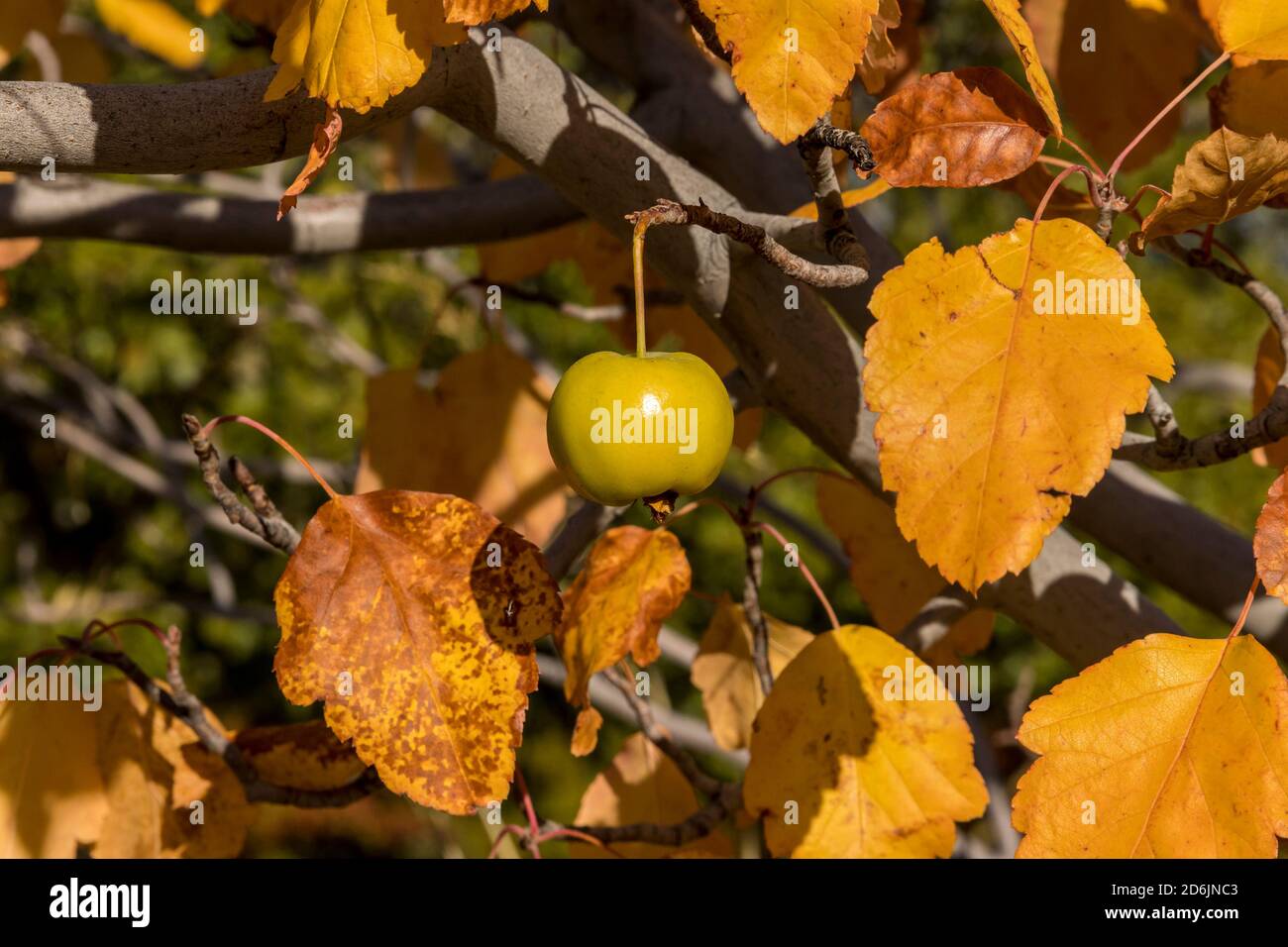 Une pomme verte dans un arbre avec des feuilles de couleur automnale autour de lui Banque D'Images