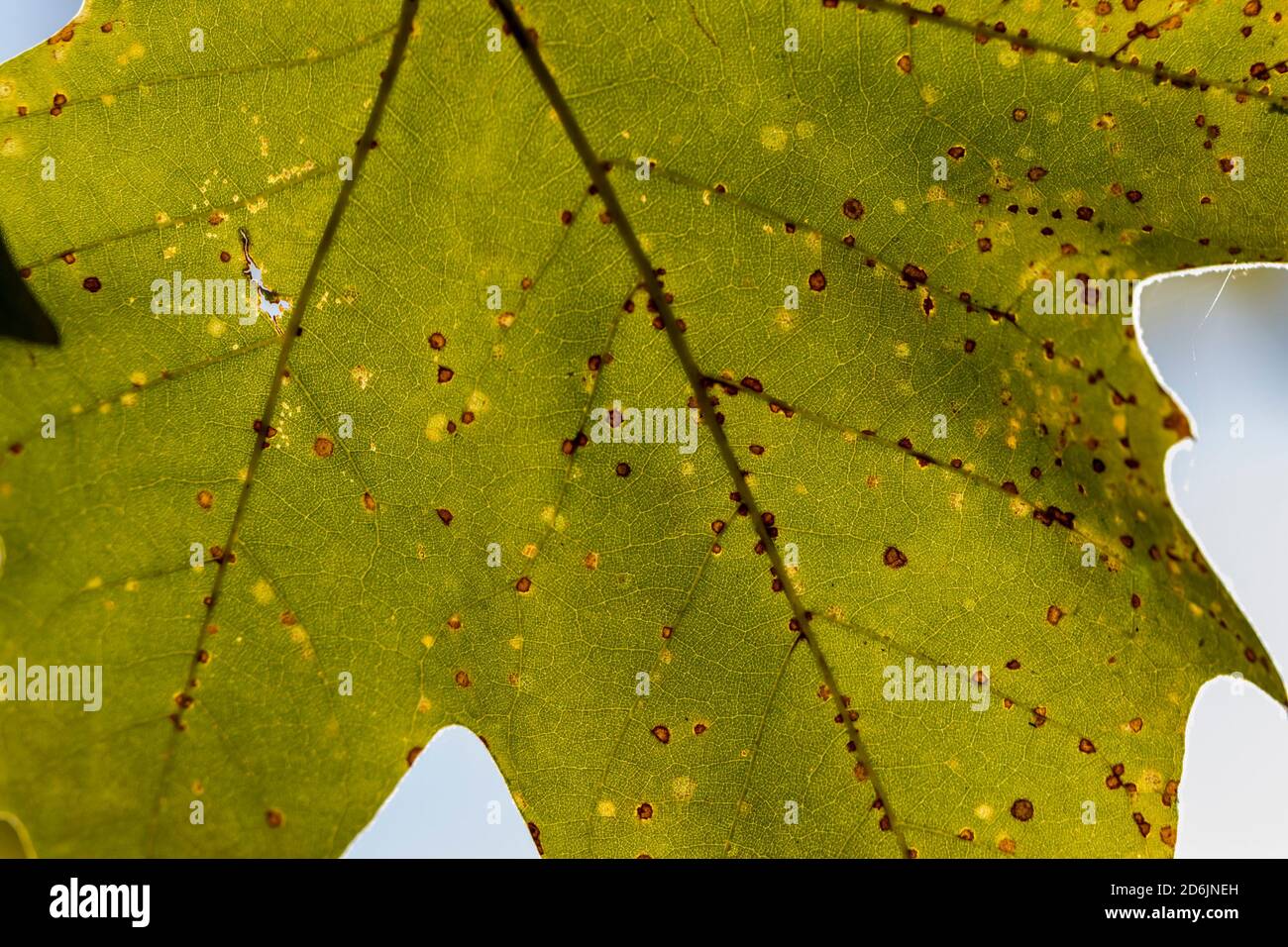 Feuille verte rétro-éclairée avec taches orange qui vieillit à l'automne contre un ciel bleu Banque D'Images