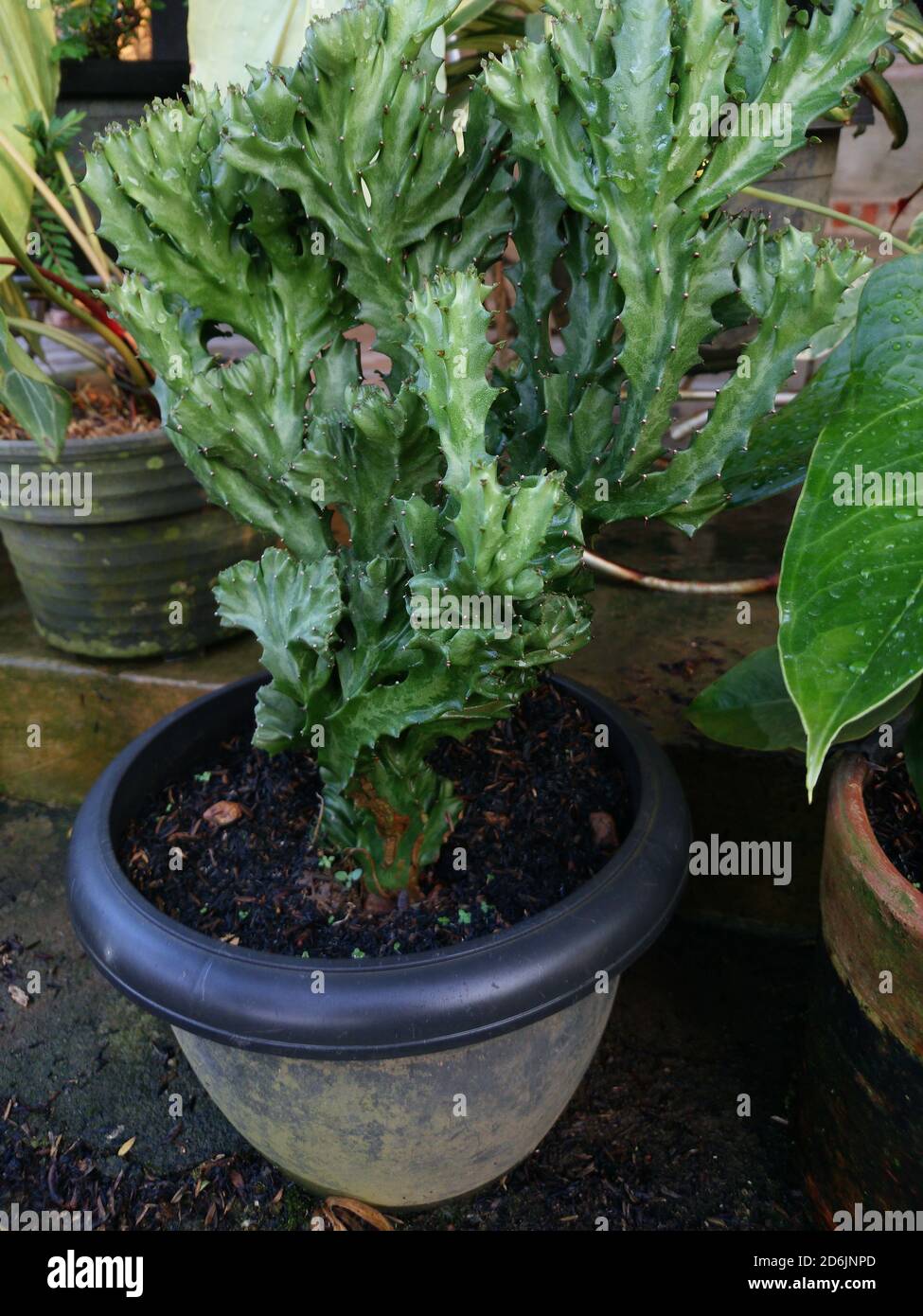 Plan vertical d'un cactus lactea d'euphorbia vert cultivé dans un pot en plastique noir Banque D'Images