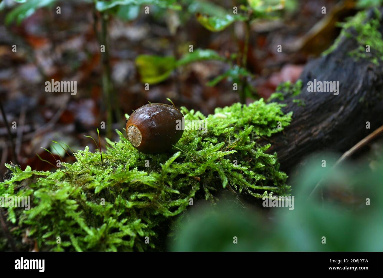 Rothenbuch, Allemagne. 16 octobre 2020. Un gland se trouve dans une forêt de chênes de la Hochspessart, sur une branche recouverte de mousse. Les glands sont utilisés pour planter de nouvelles cultures de chêne ailleurs (à dpa: «sur le sentier d'une ancienne tradition: La collecte d'glands dans le Spessart») Credit: Karl-Josef Hildenbrand/dpa/Alay Live News Banque D'Images