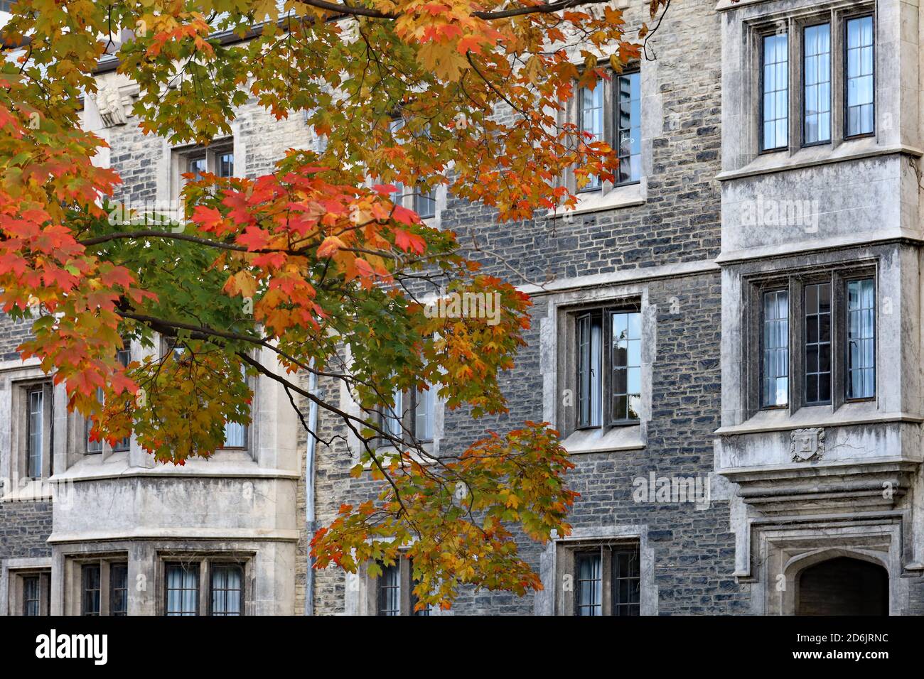 Érable aux couleurs d'automne glorieuses devant le gothique bâtiment universitaire en pierre de style Banque D'Images