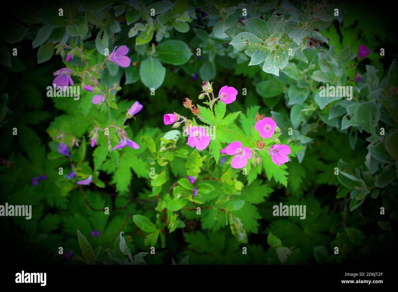 Géranium sylvaticum, le bois cranesbill, avec vignettage. Banque D'Images