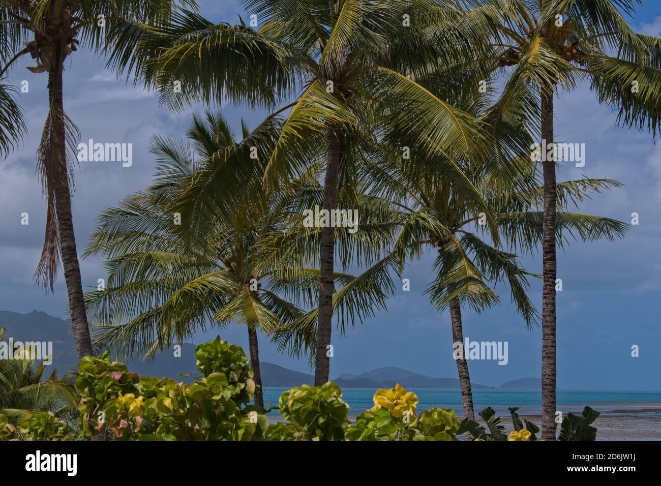 Palmiers sur la plage de Hamilton Island, en Australie Banque D'Images