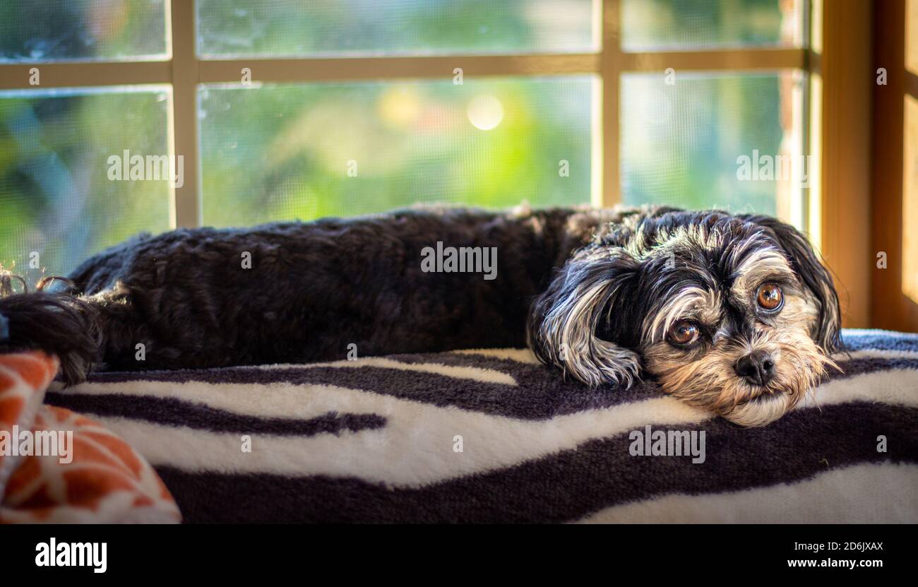 Chien chiot triste Banque de photographies et d’images à haute