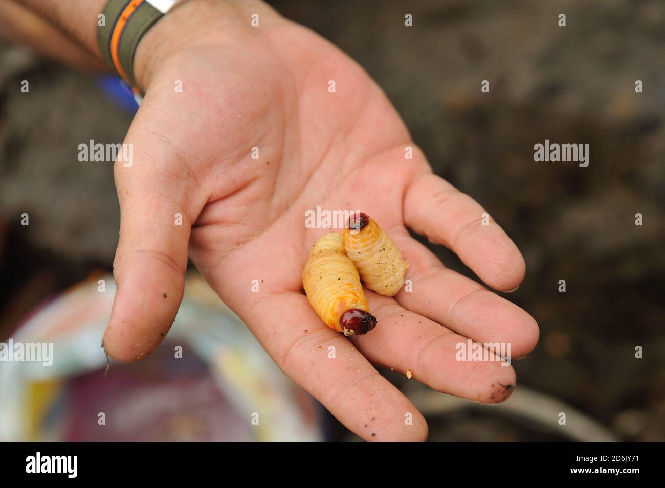 main tenir butod (sago grub vivant), les larves de la paume sagou Banque D'Images