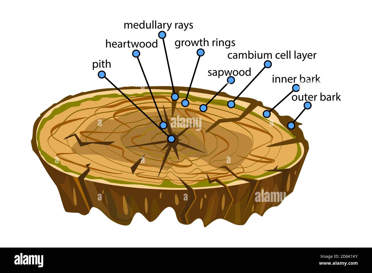Anatomie d'un arbre. Structure de la coupe des couches de l'arbre dans la coupe transversale. Schéma de couches de tronc d'arbre. Vue en coupe des infographies des tiges de Woody. Vecteur Illustration de Vecteur