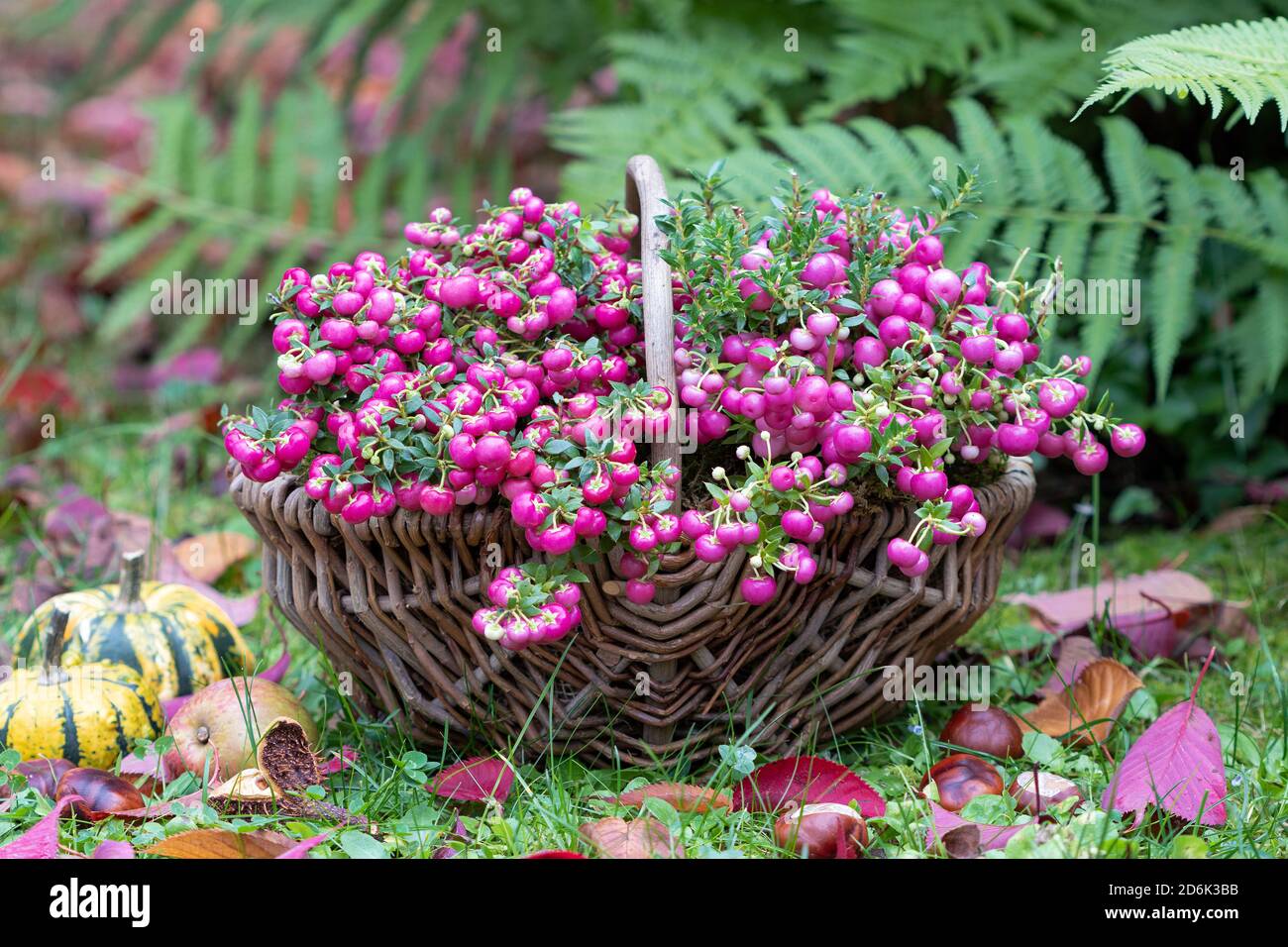 couronne de pickly rose dans le panier dans le jardin d'automne Banque D'Images