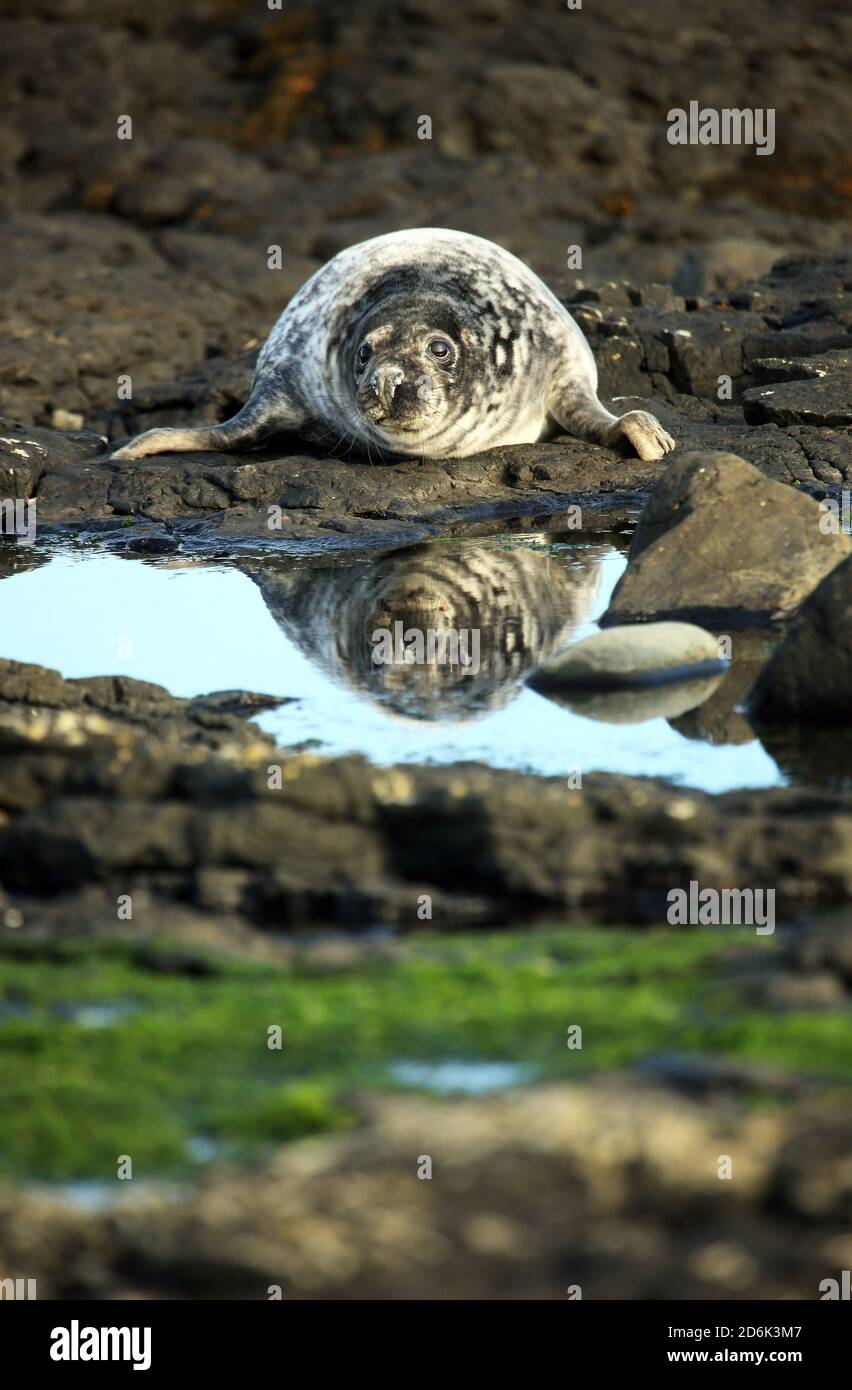 Un petit phoque gris de trois semaines se reflète dans une piscine d'eau de mer. Son pelage passe du blanc doux au gris et imperméable avant de se transformer en lui-même. Banque D'Images
