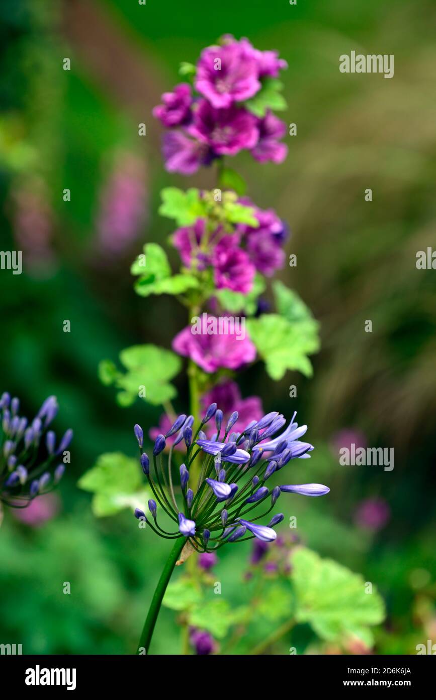 agapanthus,fleurs bleues,Mallow,fleurs violettes, fleurs, fleurs, fleurs, mélange, lit, bordure, vivace, jardin de chalet, RM Floral Banque D'Images
