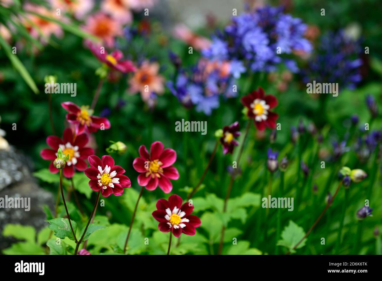 Papillon de nuit,Dahlia collarette dahlias violet,blanc,fleurs canneberges,flower,fleurs,Fleurs dahlia RM Banque D'Images