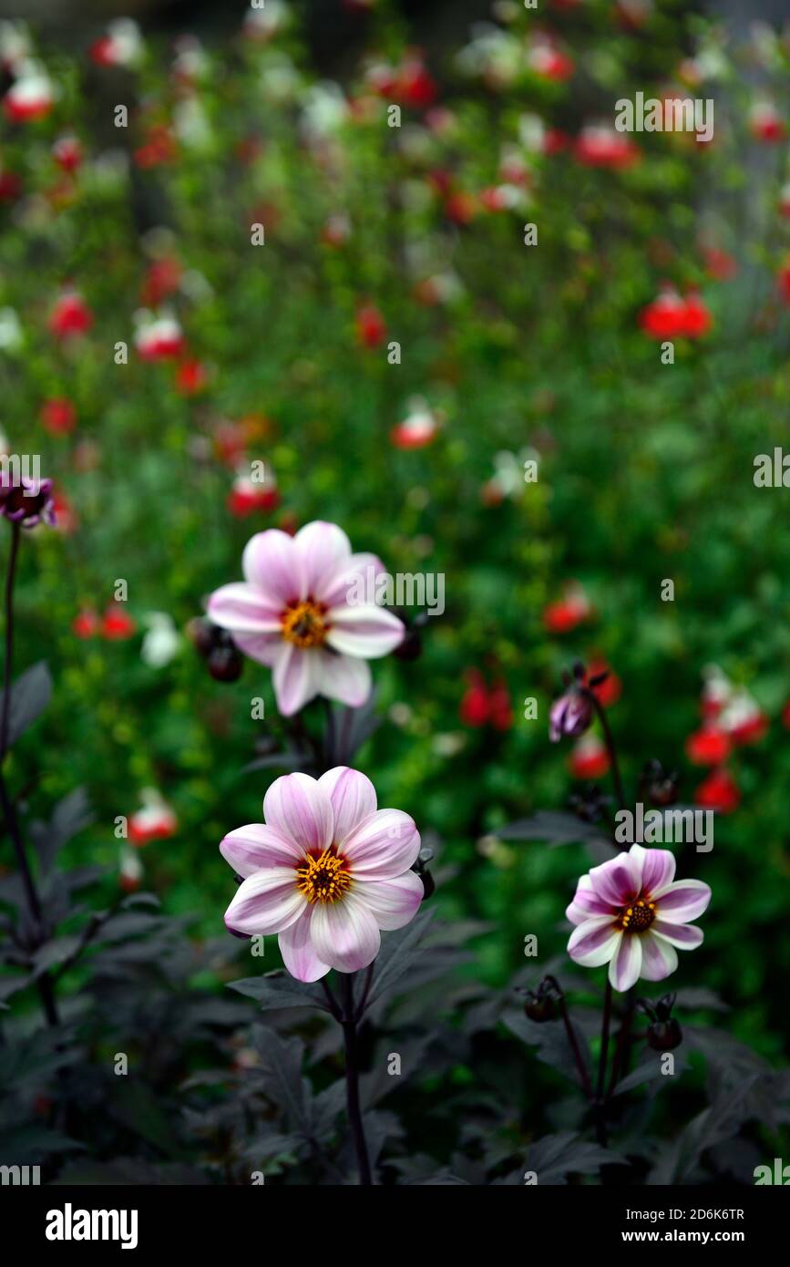 Dahlia Mystic Rêveur,syn Dahlia Candy yeux,feuillage foncé,rose pâle-blanc fleurs,fleur,fleurs,fleur,RM Floral Banque D'Images