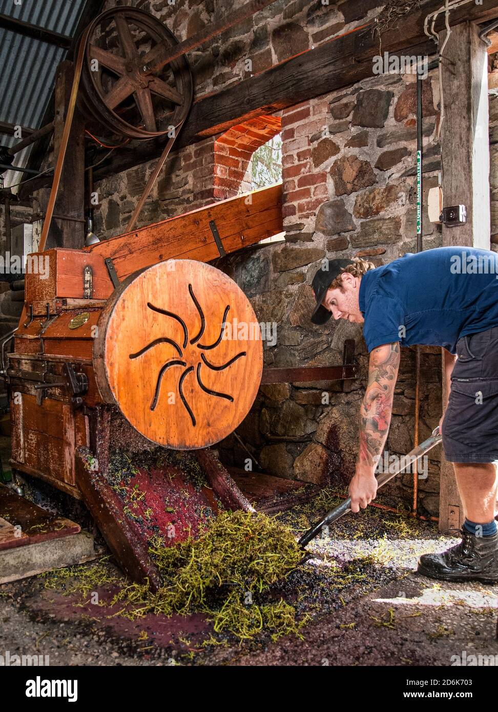 Tanunda, Australie du Sud / Australie: Un ouvrier de sexe masculin pelle des tiges de raisin rejetées d'un ancien broyeur/égreneur dans un domaine viticole traditionnel de Barossa Valley Banque D'Images