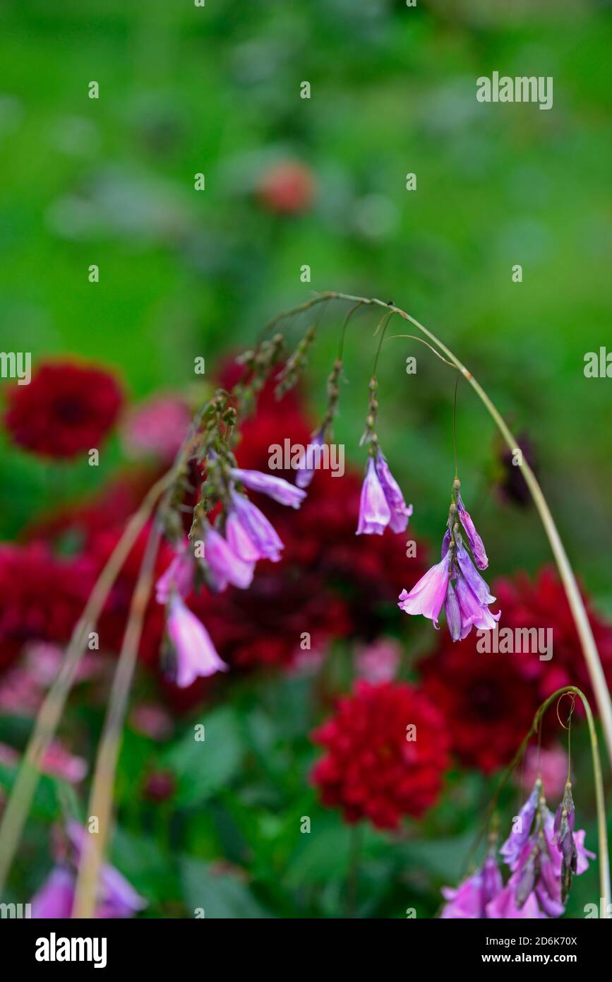 Tigridia pulcherrimum,fleurs violettes,flower,vivaces,grand,ballants,pendaison,forme,bell angels cannes à pêche,Floral RM Banque D'Images