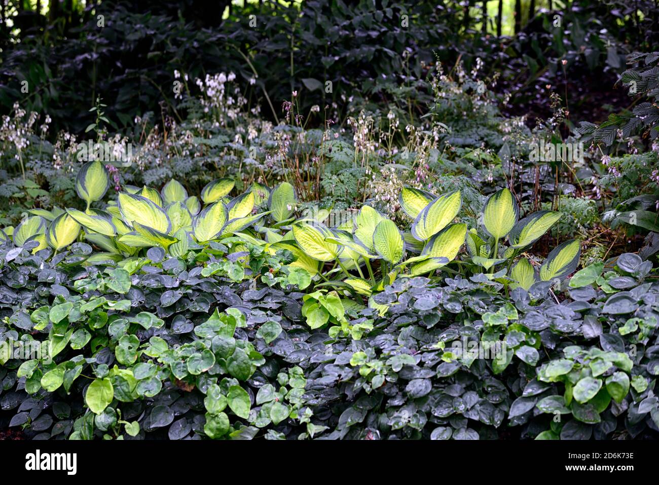 Hostaa vitrail, feuilles vertes variégées, feuillage, ombre, ombragé, bois, bois, jardin boisé, RM Floral Banque D'Images