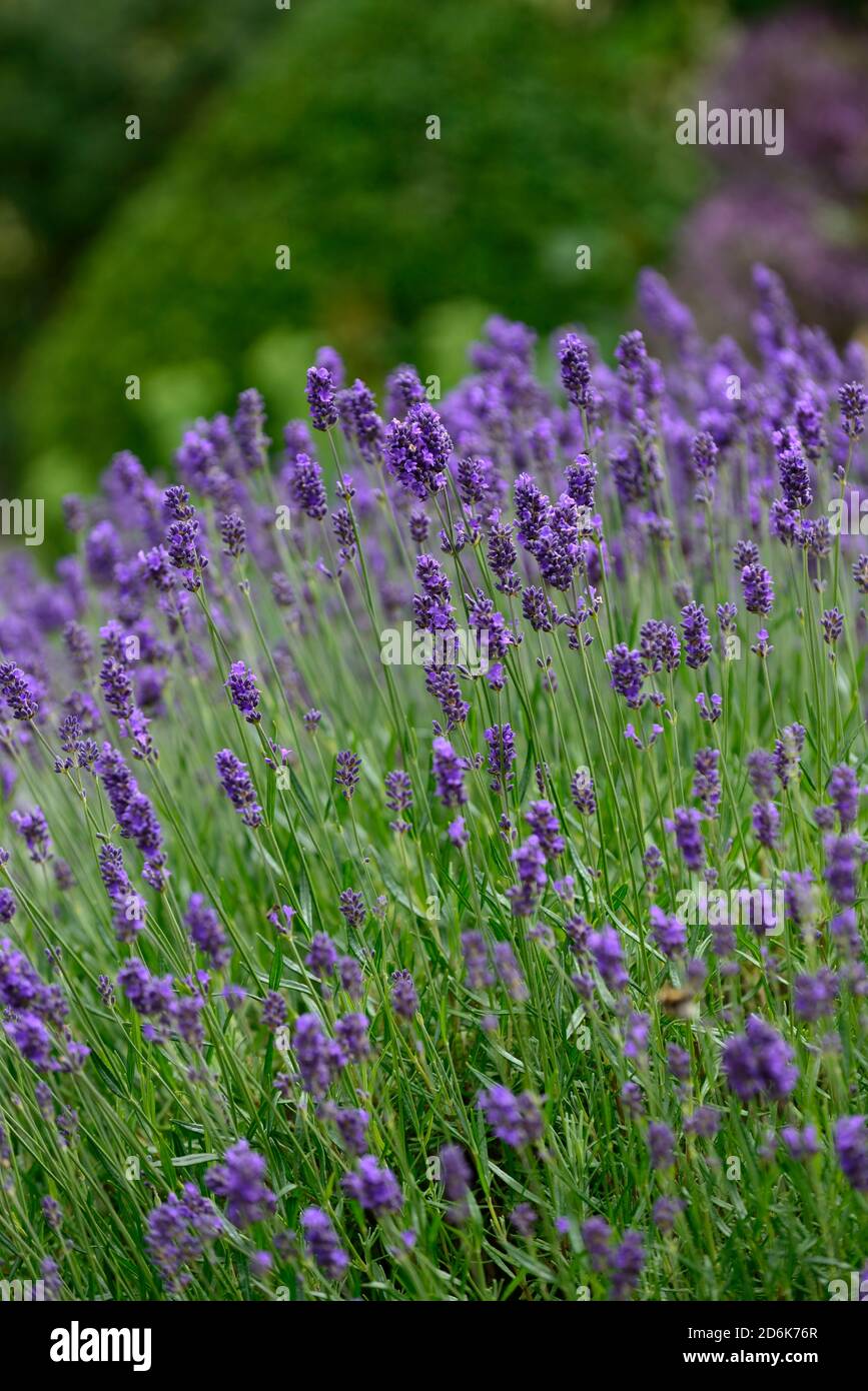 Lavande,bleu,lilas,fleur,fleurs,floraison,masse,masse,masse,masse,fleurs,RM Floral Banque D'Images