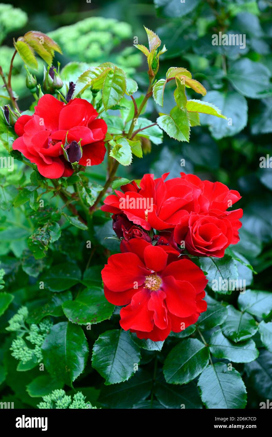 rosa,rose,fleurs rouges,roses rouges,rose floribunda,jardin,RM Floral Banque D'Images