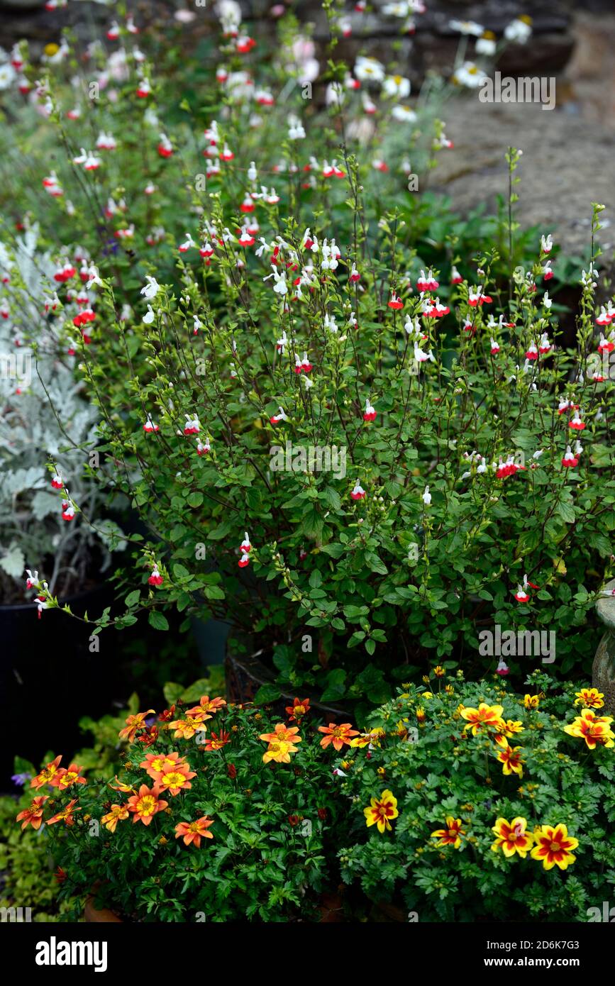 salvia Hot Lips,fleurs blanches roses,fleurs,fleurs,plantes de literie sanvitalia,exposition,présentoirs,programme de plantation mixte,RM Floral Banque D'Images