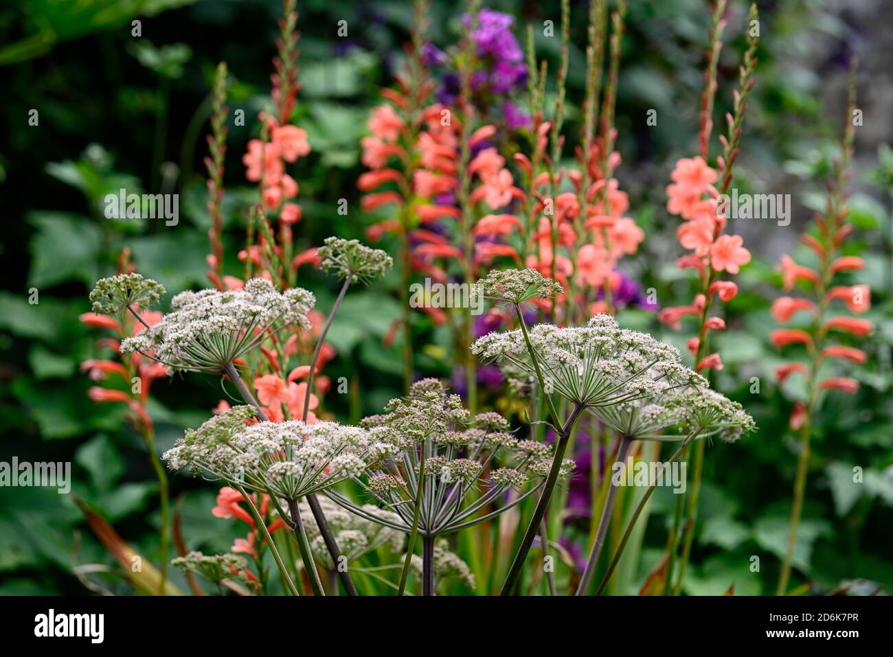 Angelica sylvestris purpurea Vicarl's Mead,Wild angelica,Purple tiges,Watsonia pêche Glow,Purple fleurs,fleurs,fleurs,umbellifer,umbellives,jardin,bien-être Banque D'Images