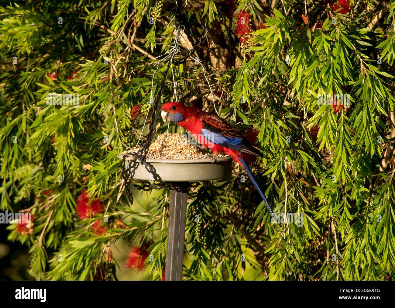 Rosella cramoisi, platycercus elegans, perching sur la table d'oiseau se nourrissant sur le bloc de graines. Perroquet australien dans un jardin privé dans le Queensland. Banque D'Images