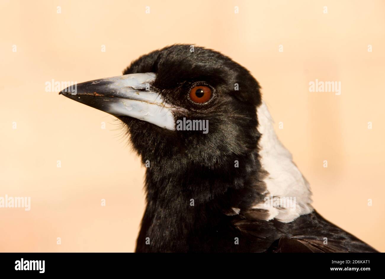 Portrait du magpie australien (cracticus tibicen). Intelligent, reconnaît les visages humains. Agressif envers les étrangers pendant la saison de nidification. Banque D'Images
