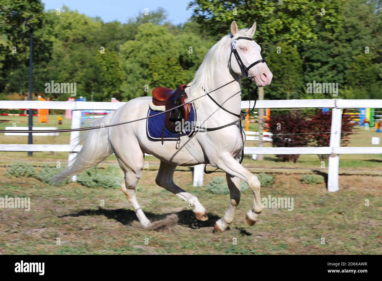 Beau cheval de l'étalon de crimello, de race pure, galopant sous la selle. Un seul canter à cheval sur ficelle pendant le réchauffement sur les éleveurs événement outdoo heure d'été Banque D'Images