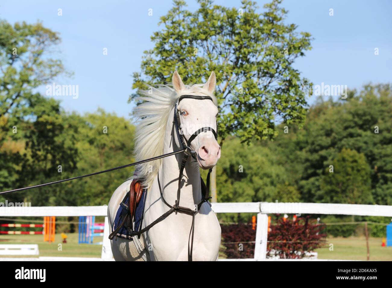 Beau cheval de l'étalon de crimello, de race pure, galopant sous la selle. Un seul canter à cheval sur ficelle pendant le réchauffement sur les éleveurs événement outdoo heure d'été Banque D'Images