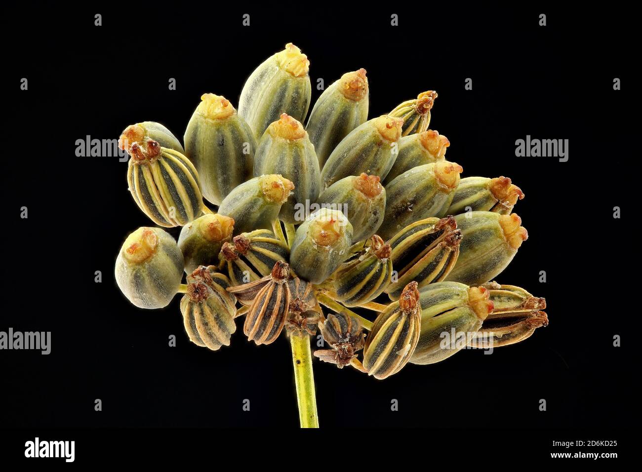 Foenicule vulgare, Fennel, Fenchel, gros plan, graines (fruits), ombel, graine de 5-9 mm de long Banque D'Images