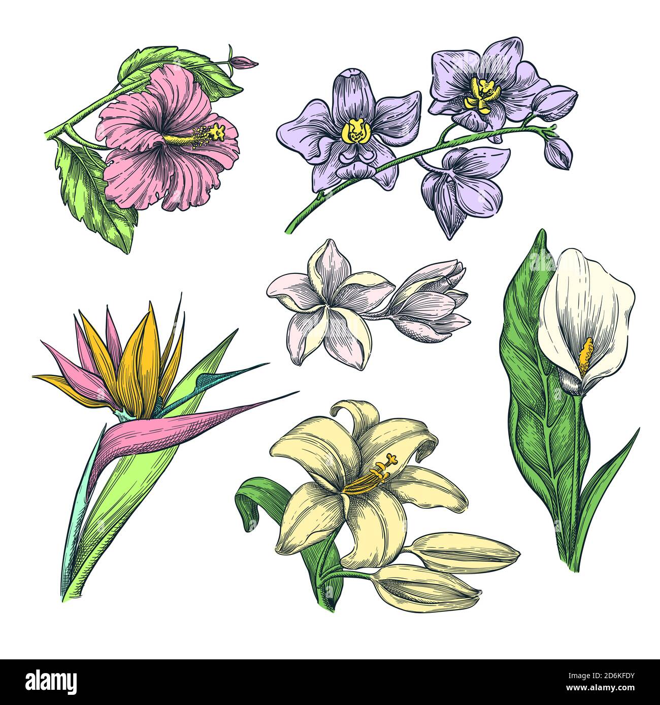 Ensemble de fleurs tropicales colorées, illustration d'esquisse vectorielle. Éléments de nature tropicale dessinés à la main et motifs floraux. Hibiscus, plumeria, nénuphars, calla, orchi Illustration de Vecteur