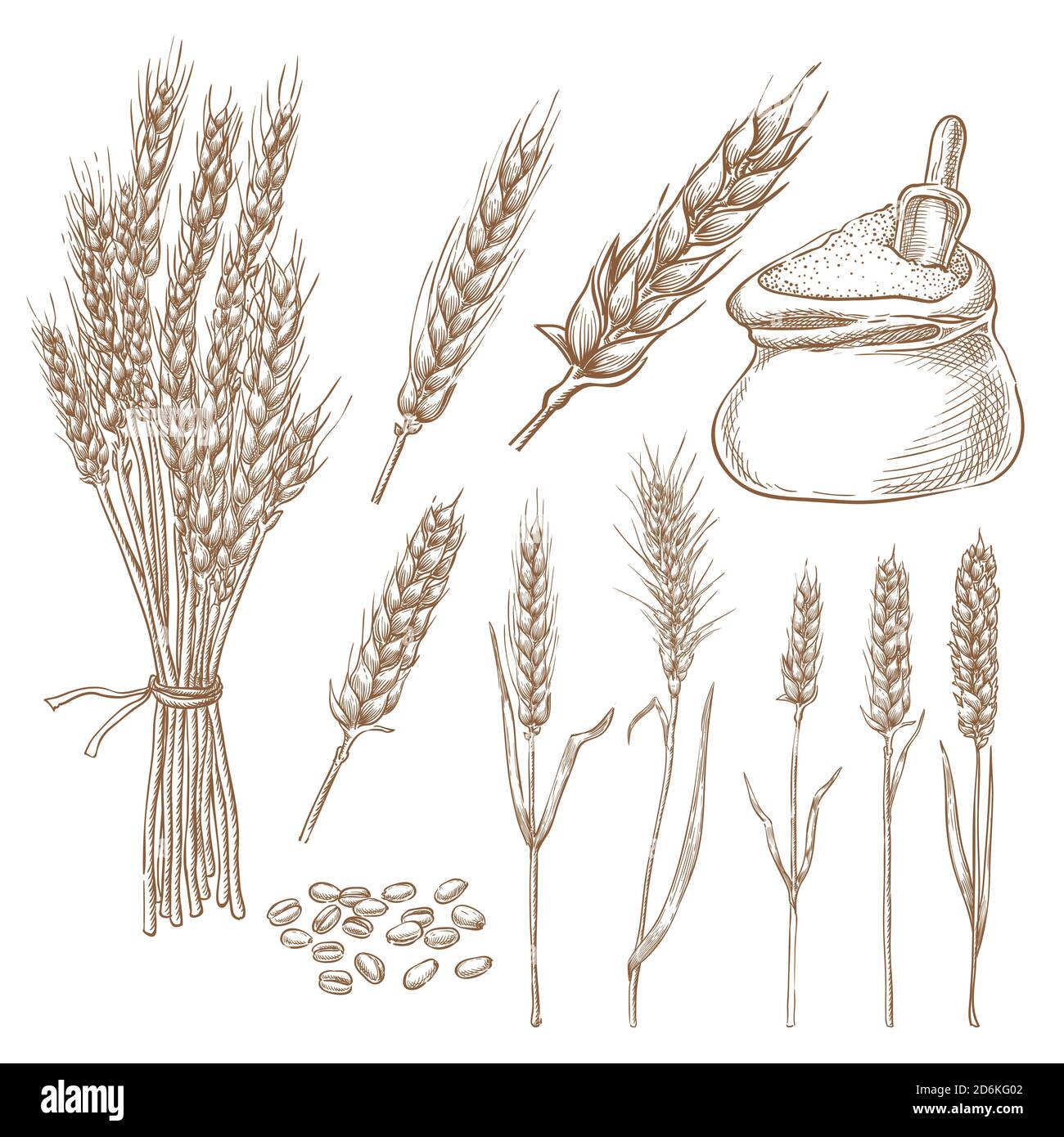 Illustration d'un schéma vectoriel des épillets de céréales de blé, du sac de céréales et de farine. Éléments de conception de boulangerie isolés dessinés à la main. Illustration de Vecteur