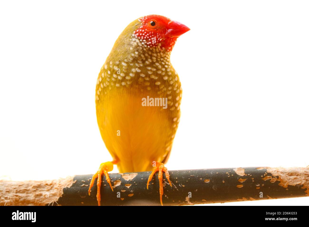 Star finch, neochmia ruficauda assis sur une branche, isolé sur un fond blanc Banque D'Images