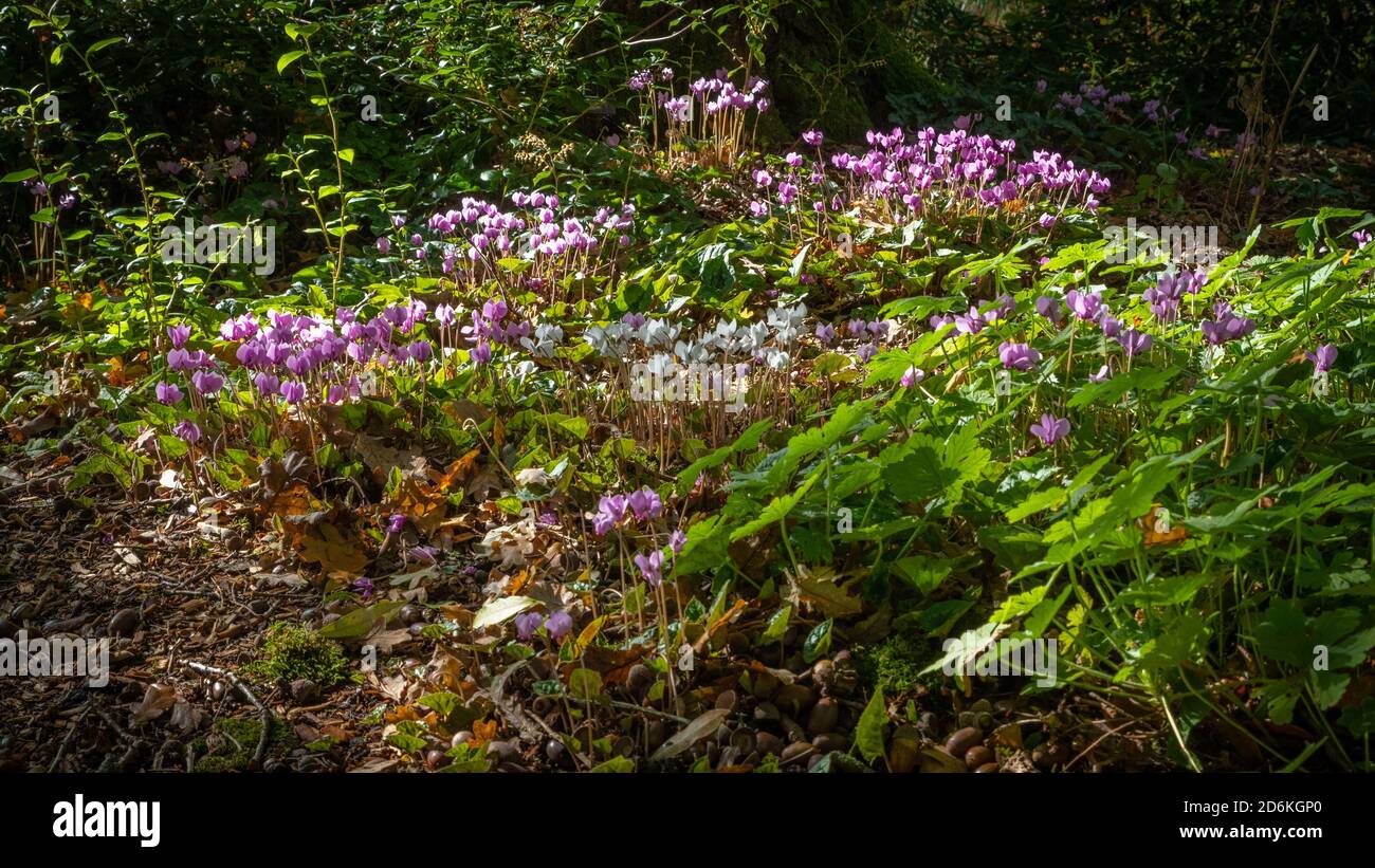 Cyclamen coum floraison sous l'arbre Banque D'Images