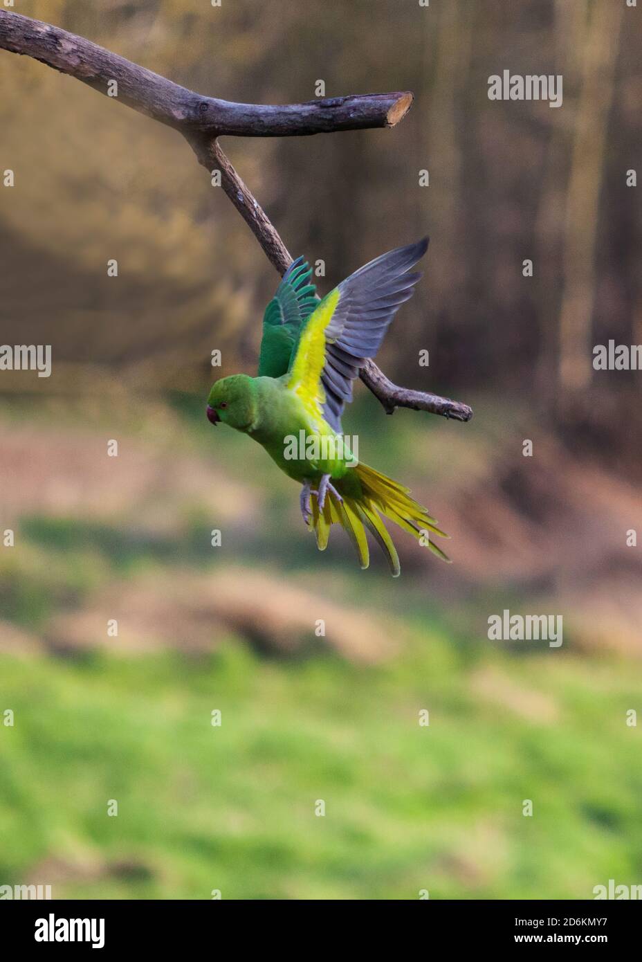 Green Parakeet en vol Banque D'Images