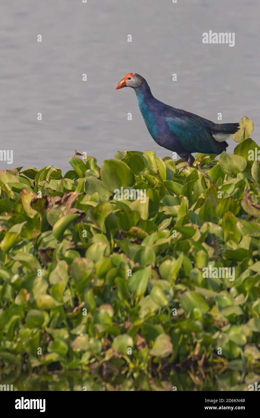 Une poule marécageuse à tête grise également connue sous le nom de porphyrio poliocephalus se tenir debout avec un arrière-plan marshy Banque D'Images