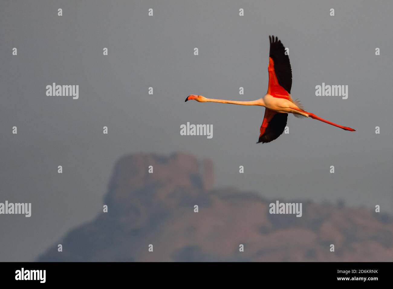 Un flamants moins flamants en vol avec son aile complète ouverte avec de belles couleurs à Jawai, Rajasthan Inde Banque D'Images