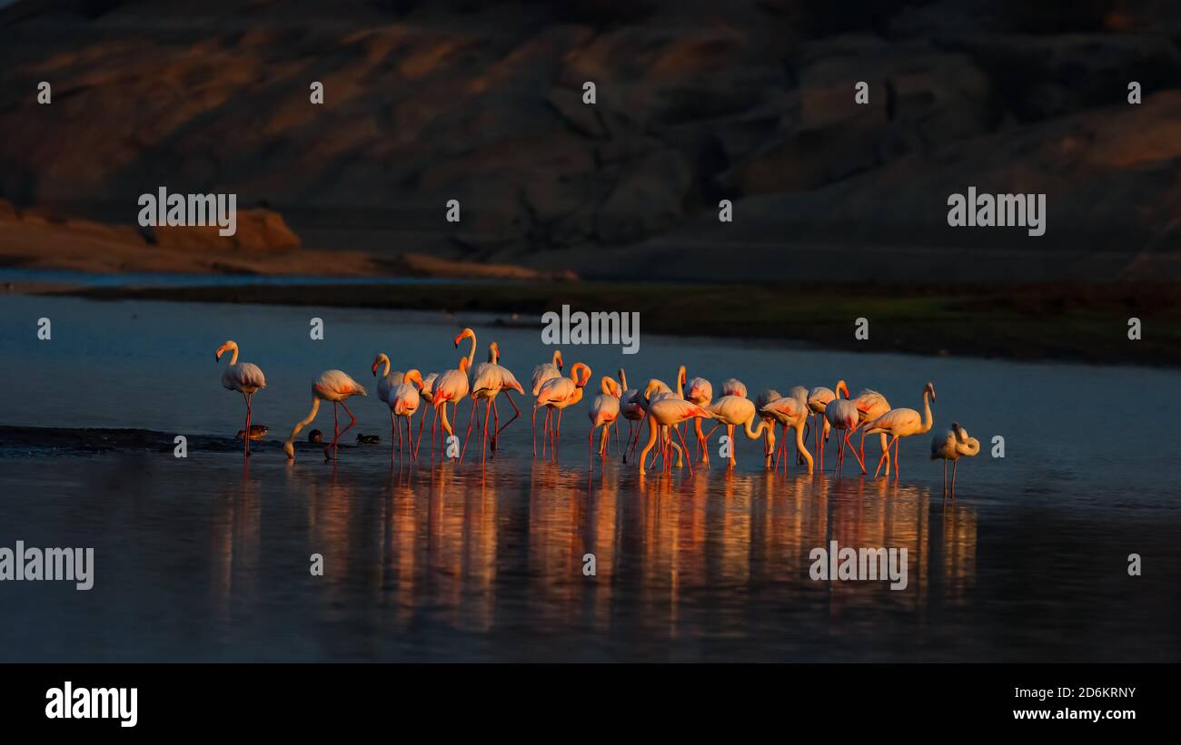 Les flamants moins flamants baignant leur belle couleur rose dans la lueur fraîche du soleil matin dans un lac dans un endroit appelé Jawai dans Rajasthan, Inde Banque D'Images