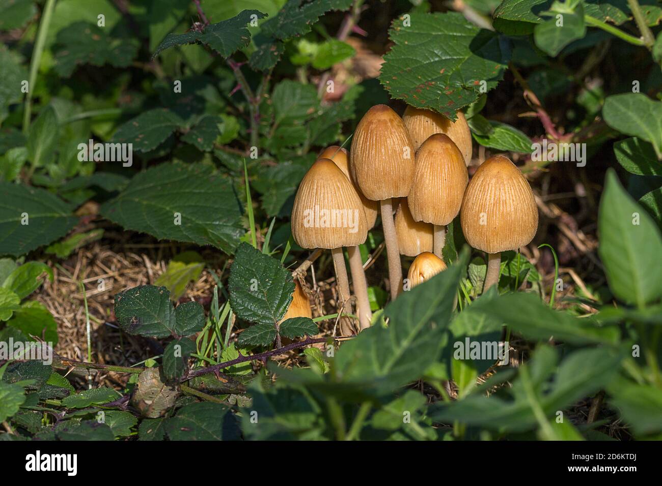 Tube de soufre Hypholoma fasciculare calottes plus jeunes bombées jaune de soufre avec centres plus sombres tiges fines gris rose fines rainures verticales sur bouchons Banque D'Images