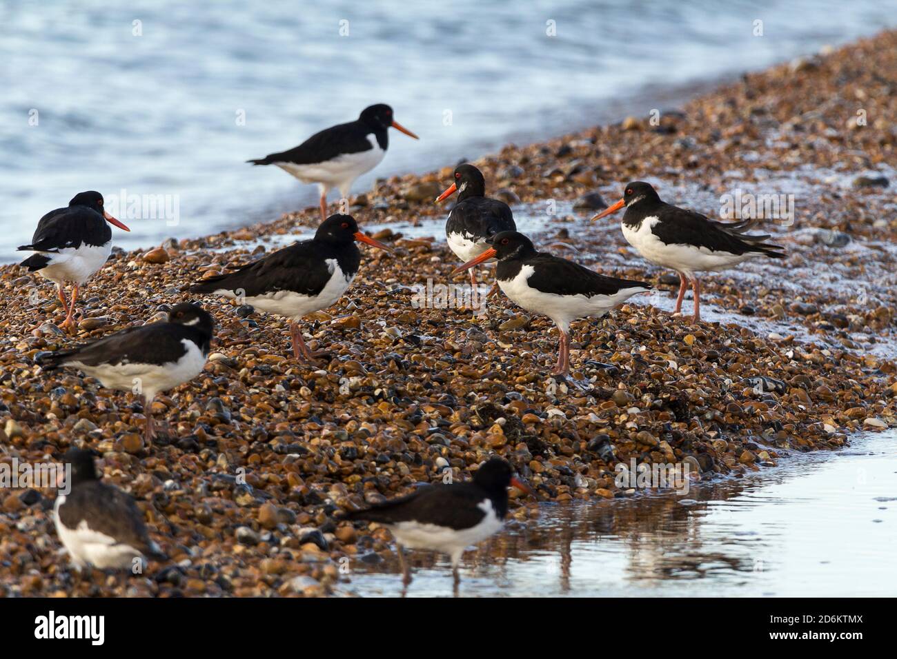 Oystercatcher Oystercatchers Haematopus ostralegus oiseau côtier de passage à gué noir et blanc plumage long stup rouge et longues jambes pinceuses sur plage Banque D'Images