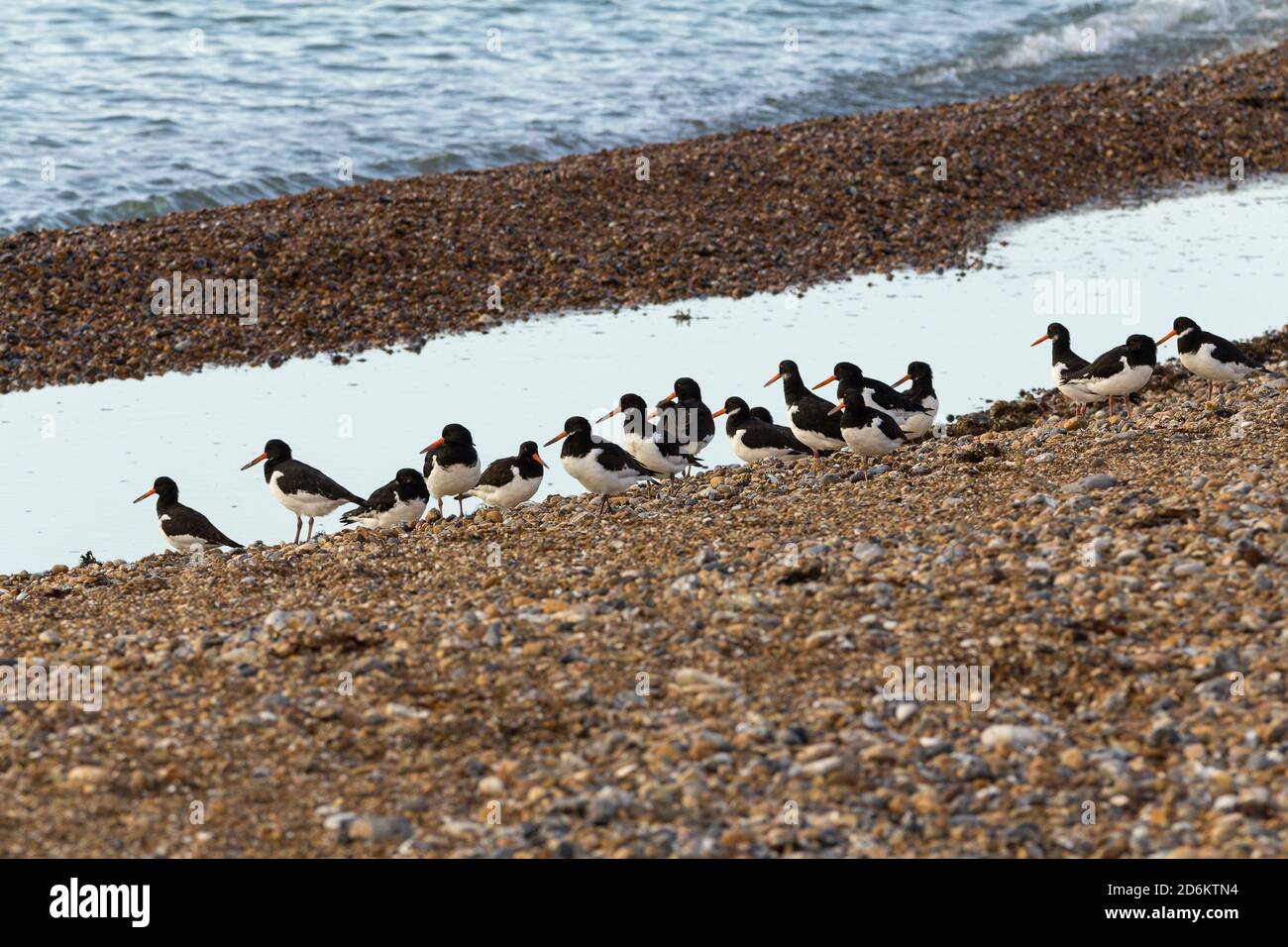 Oystercatcher Oystercatchers Haematopus ostralegus oiseau côtier de passage à gué noir et blanc plumage long stup rouge et longues jambes pinceuses sur plage Banque D'Images