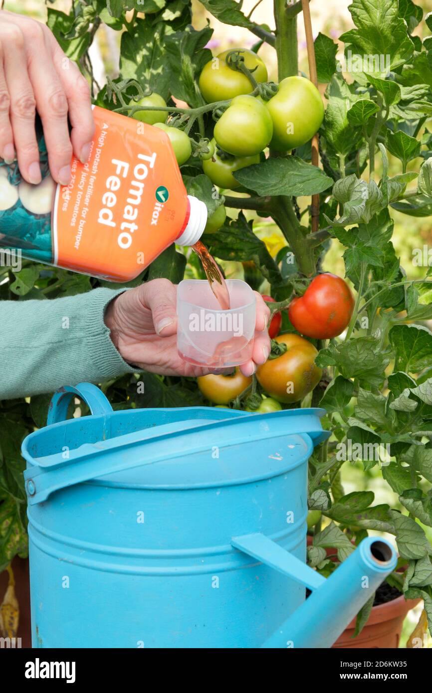 Solanum lycopersicum 'Money Maker'. Femme jardinier arrosoir plantes de tomates en plein air avec des aliments dilués pour aider à la croissance et à la fructification fortes. ROYAUME-UNI Banque D'Images