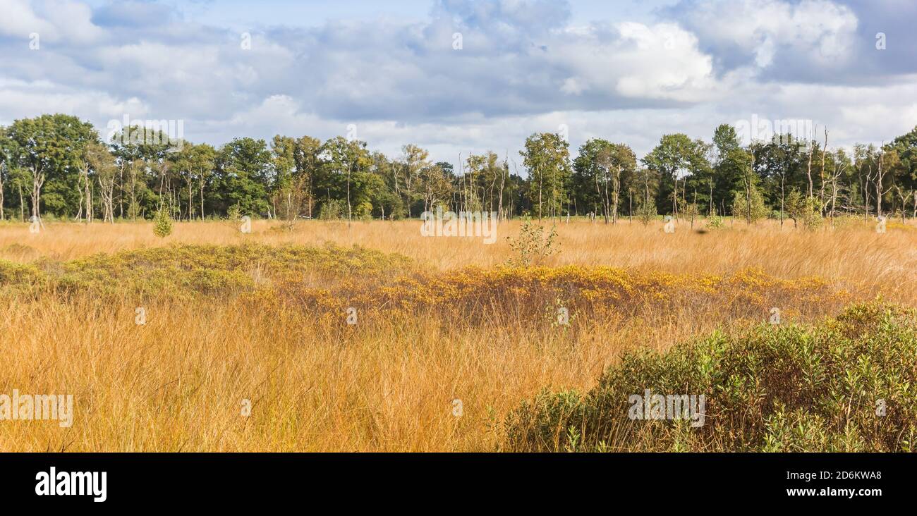 Plaines aux couleurs automnales dans la réserve naturelle Appelbergen, pays-Bas Banque D'Images